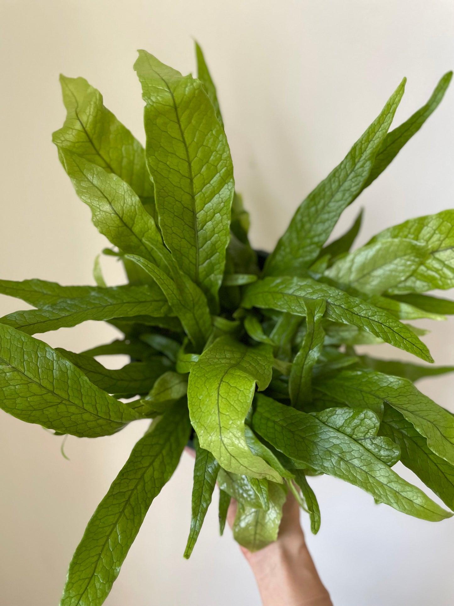 'Crocodile' Fern - Tampa Home & Garden Store