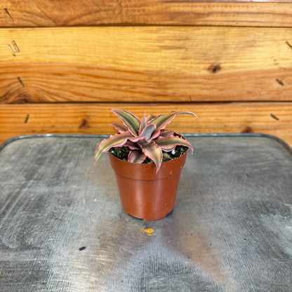 Cryptanthus Pink, 2" Plant - Tampa Home & Garden Store