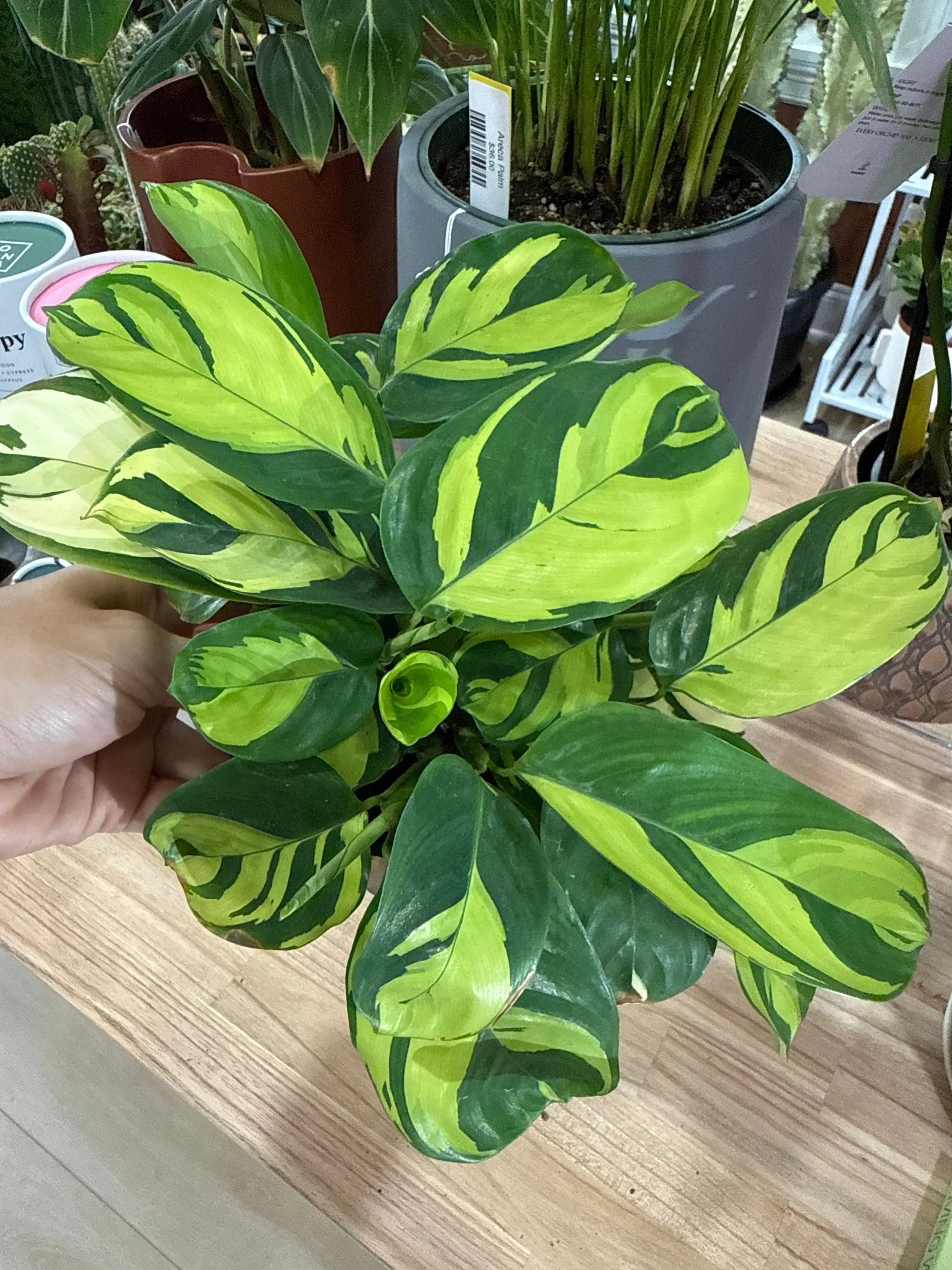 Ctenanthe Golden Mosaic - Tampa Home & Garden Store