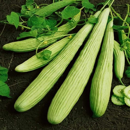 Cucumber Armenian Long - 10 Seeds - 70 Day Harvest Vegetable Heirloom Non GMO - Tampa Home & Garden Store