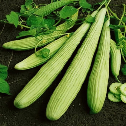 Cucumber Armenian Long - 10 Seeds - 70 Day Harvest Vegetable Heirloom Non GMO - Tampa Home & Garden Store