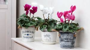 Cyclamen - Tampa Home & Garden Store