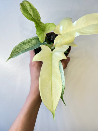 Philodendron Florida Ghost White plant, pale leaves with green veins, RUNOPLANTS plant on Tampa Home & Garden Store