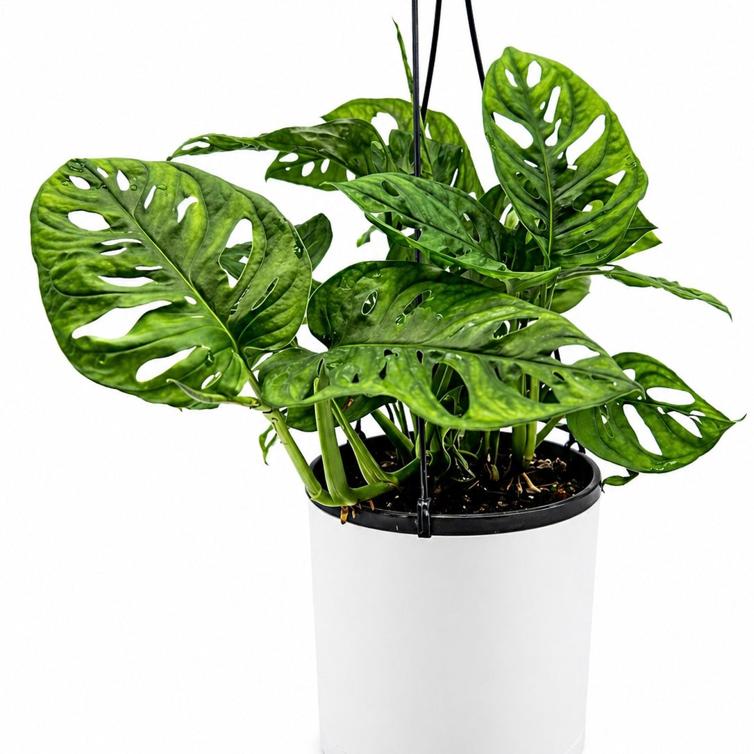 Monstera Adansonii (Monstera à Trous)