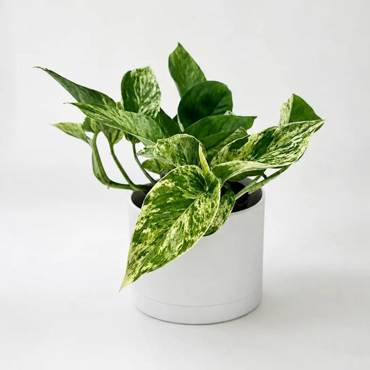 Pothos Marble Queen plant in white pot with variegated green and cream leaves on Tampa Home & Garden Store