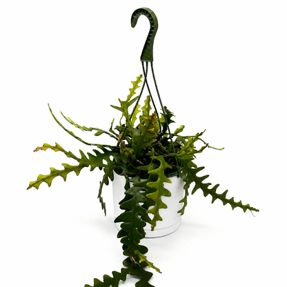 Fishbone Cactus Ric Rac Plant with Zigzag Stems