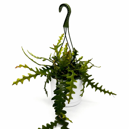 Fishbone Cactus Ric Rac Plant with Zigzag Stems