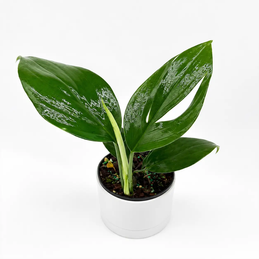 Dragon Tail Rhaphidophora Decursiva plant in white pot with glossy green leaves RUNOPLANTS on Tampa Home & Garden Store
