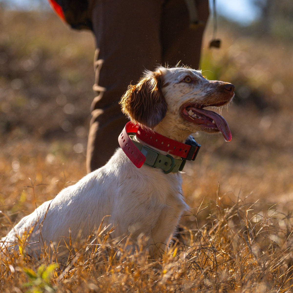 Training Collar Setup Hoss Straps two hunting dog collars red and green, adjustable on Tampa Home & Garden Store