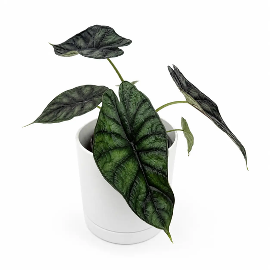 Alocasia Baginda Dragon Scale plant in white pot with glossy dark green leaves RUNOPLANTS on Tampa Home & Garden Store