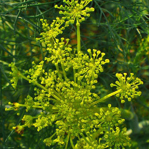 DILL Seeds, Bouquet - Tampa Home & Garden Store