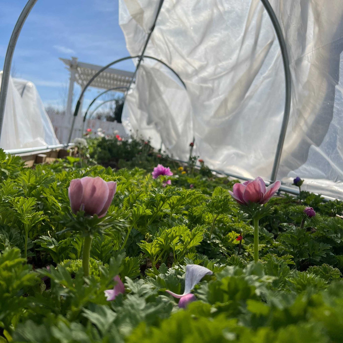 DIY Portable Low Tunnel Kit - Tampa Home & Garden Store
