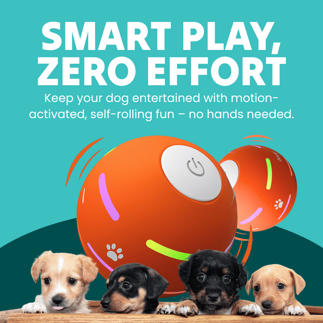 DOG’S INTERACTIVE BALL - Tampa Home & Garden Store