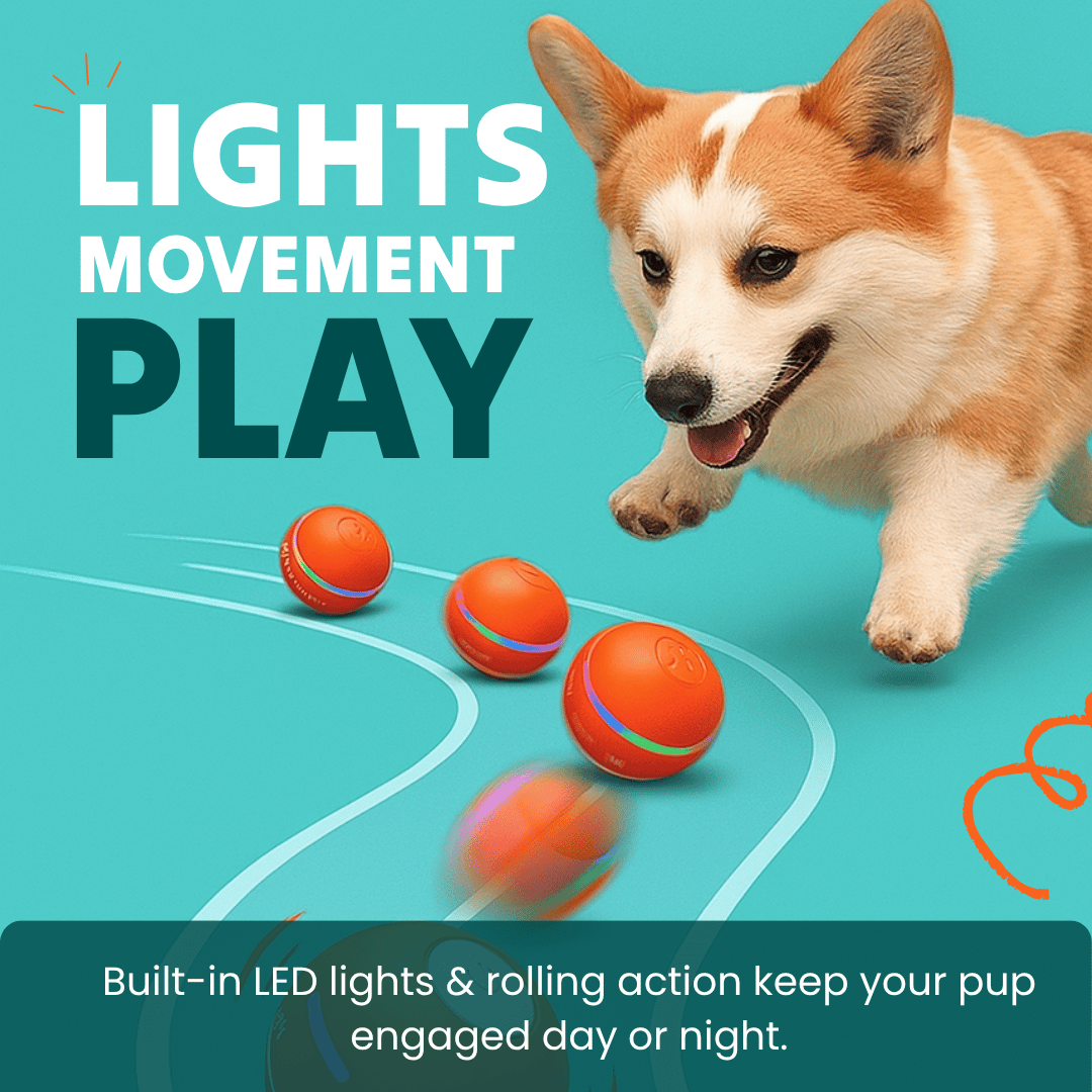 DOG’S INTERACTIVE BALL - Tampa Home & Garden Store