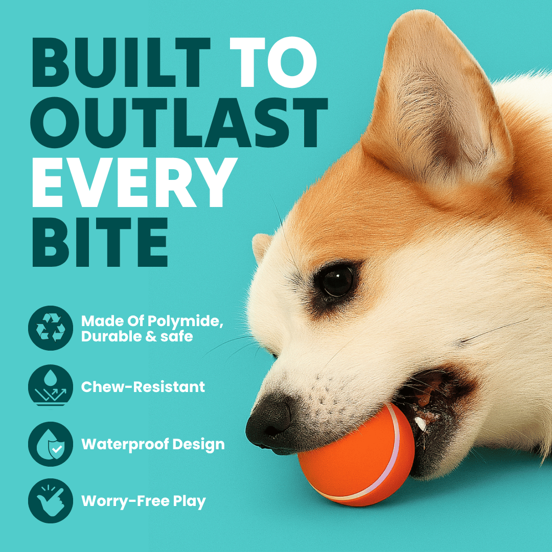 DOG’S INTERACTIVE BALL - Tampa Home & Garden Store