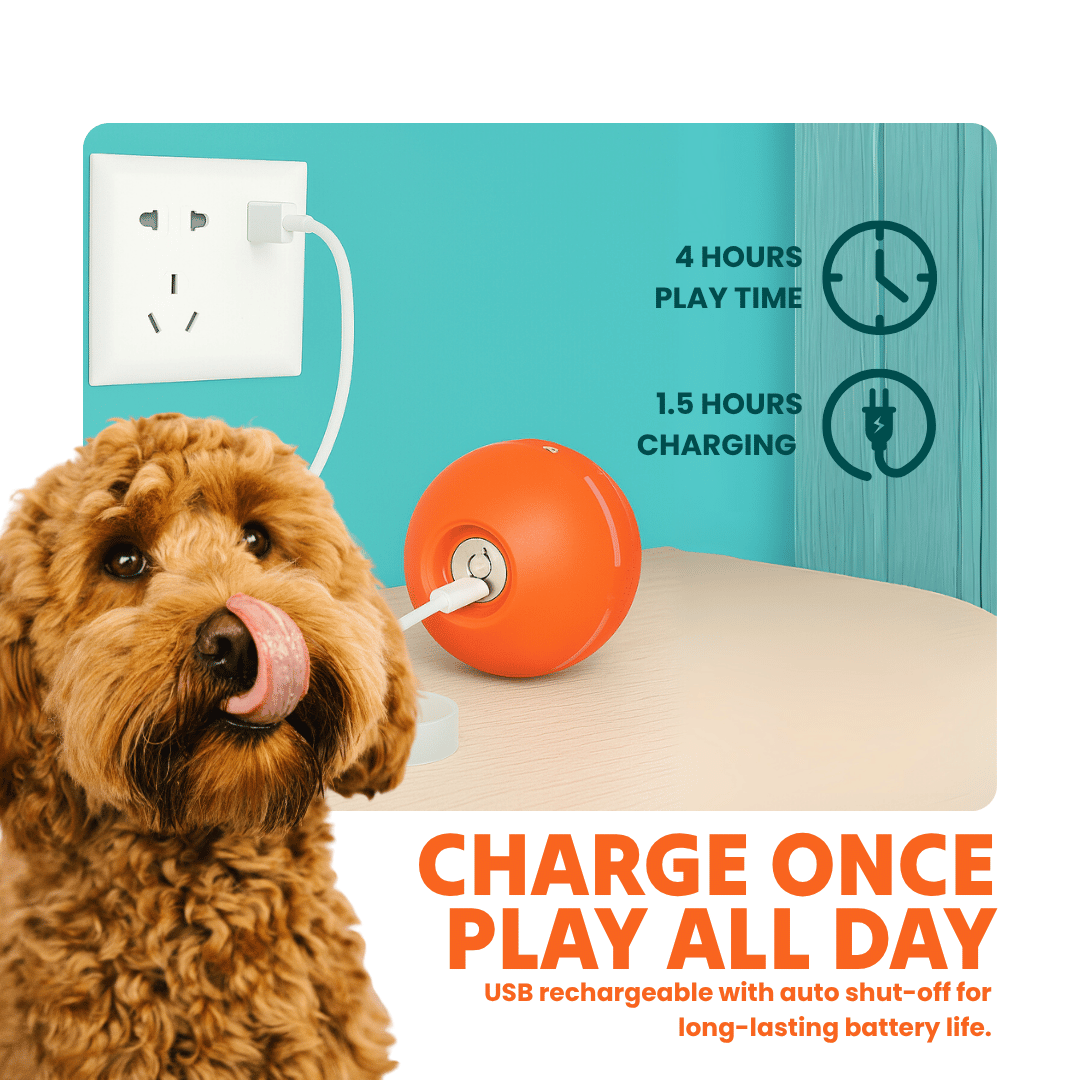 DOG’S INTERACTIVE BALL - Tampa Home & Garden Store