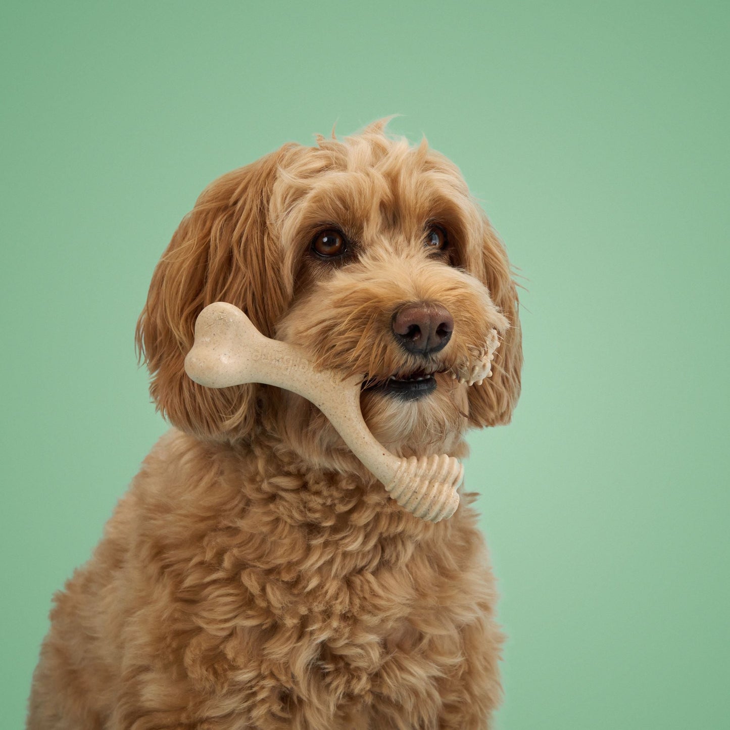 Juguete masticable BetterBone de durabilidad media: Ideal para masticadores cotidianos | Ingredientes naturales, ecológico, no tóxico