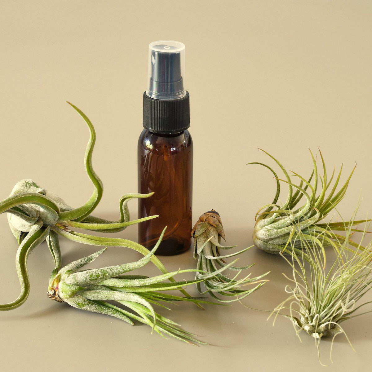 5-pack air plant variety pack with spray bottle includes Tillandsia around a brown bottle on Tampa Home & Garden Store
