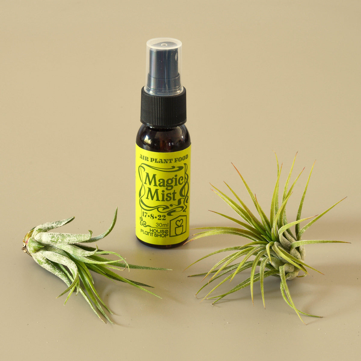 Two Tillandsia air plants beside a yellow Air Plant Mist spray bottle by House Plant Shop on Tampa Home & Garden Store