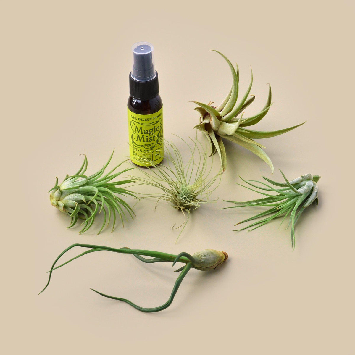 Tillandsia air plant pack (5 pcs) with Magic Mist fertilizer spray by House Plant Shop on Tampa Home & Garden Store