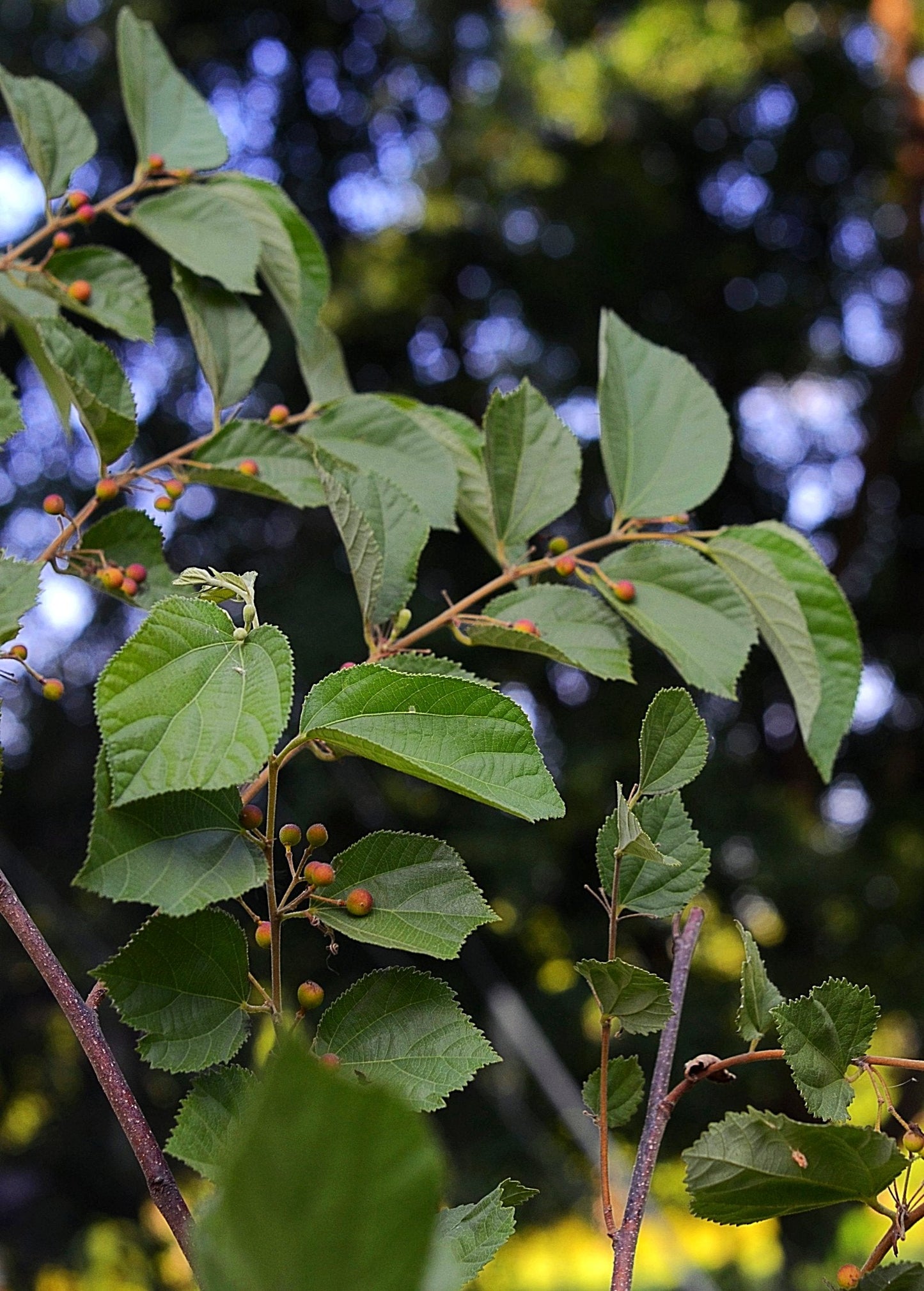 Planta de sherbert (Grewia asiatica)