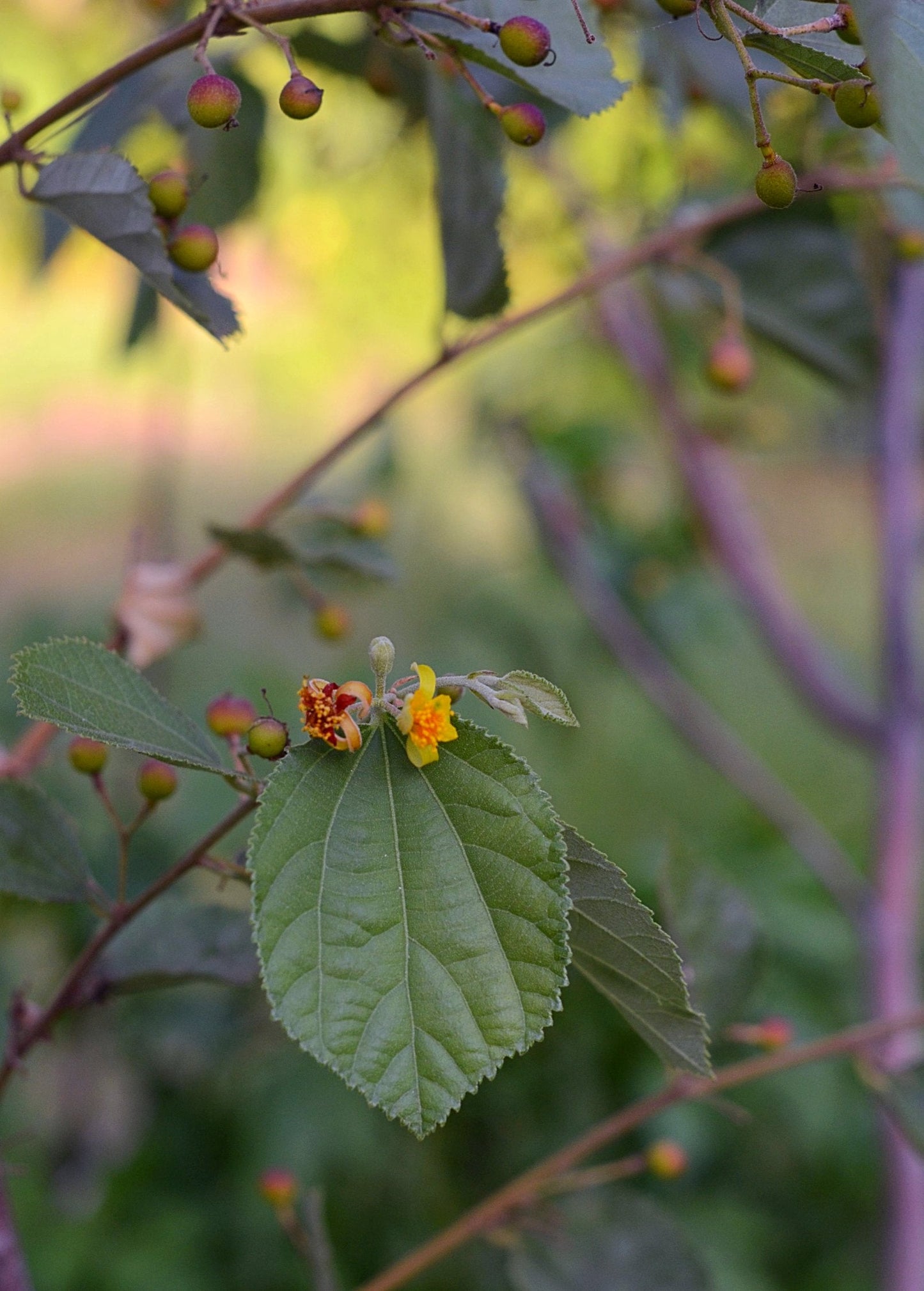Planta de sherbert (Grewia asiatica)