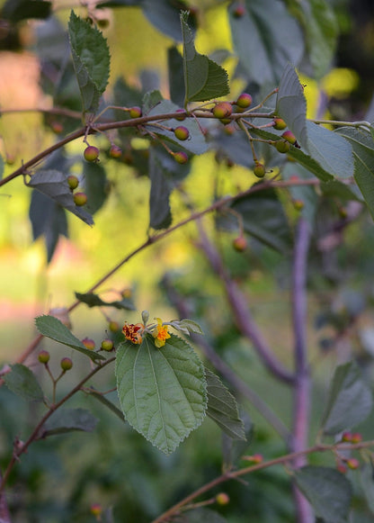 Planta de sherbert (Grewia asiatica)