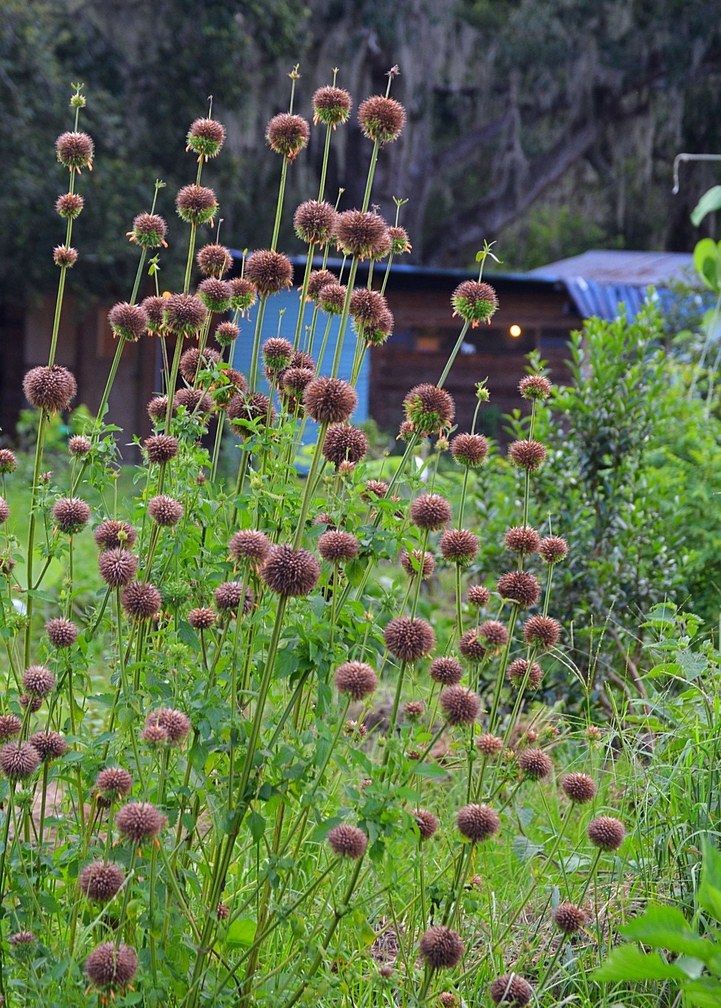 Klip Dagga (Leonotis nepetifolia)