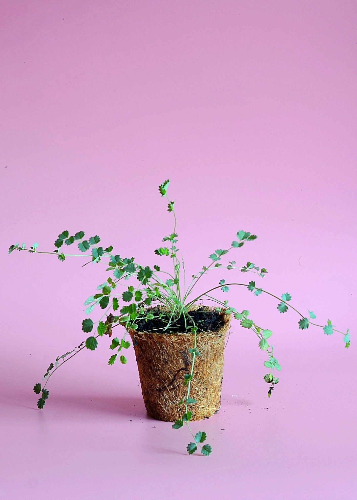 Pimpinela menor (Sanguisorba minor)