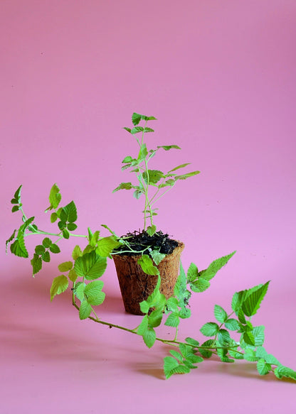 Raspberry Plant 'Mysore' (Rubus niveus)