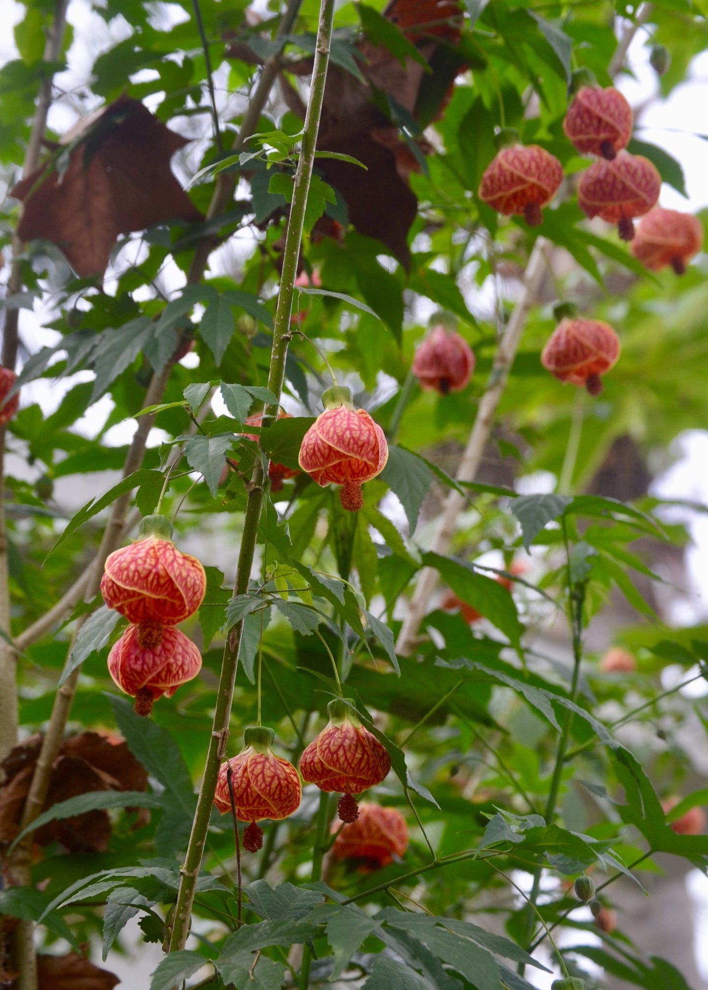 Flowering Maple Tree (Abutilon pictum)