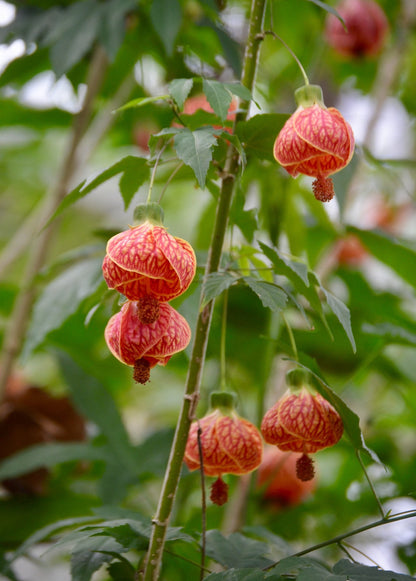 Flowering Maple Tree (Abutilon pictum)