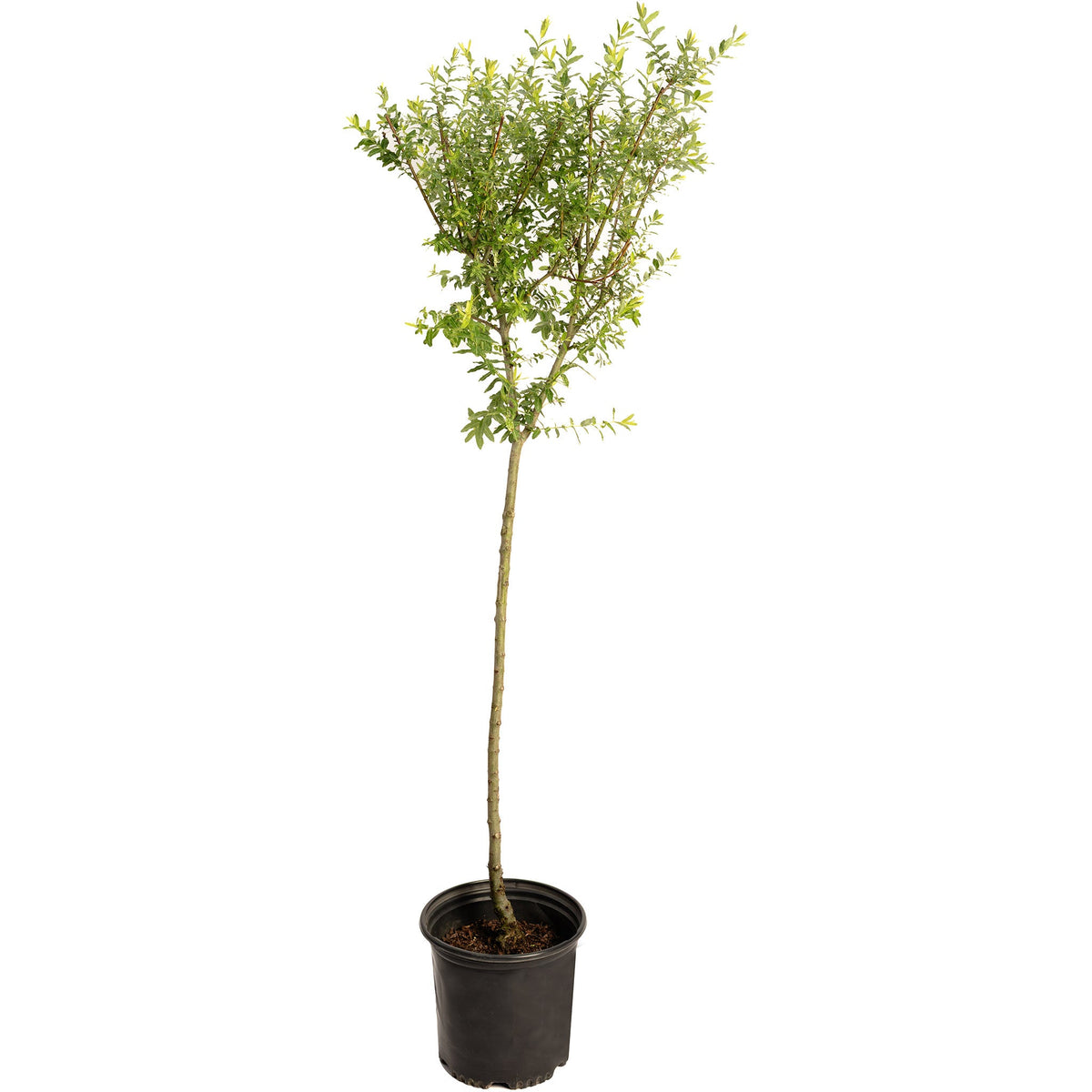 Tri-Color Dappled Willow Tree plant in black pot with slender trunk and variegated leaves on Tampa Home & Garden Store