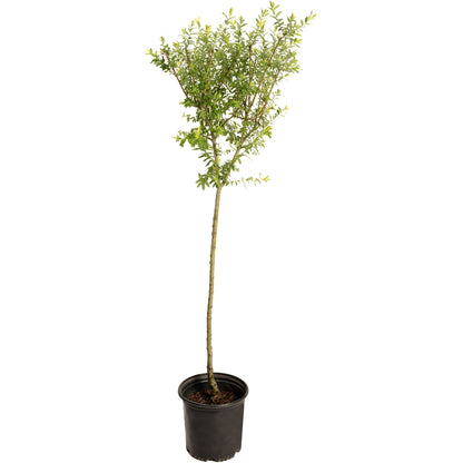 Tri-Color Dappled Willow Tree plant in black pot with slender trunk and variegated leaves on Tampa Home & Garden Store