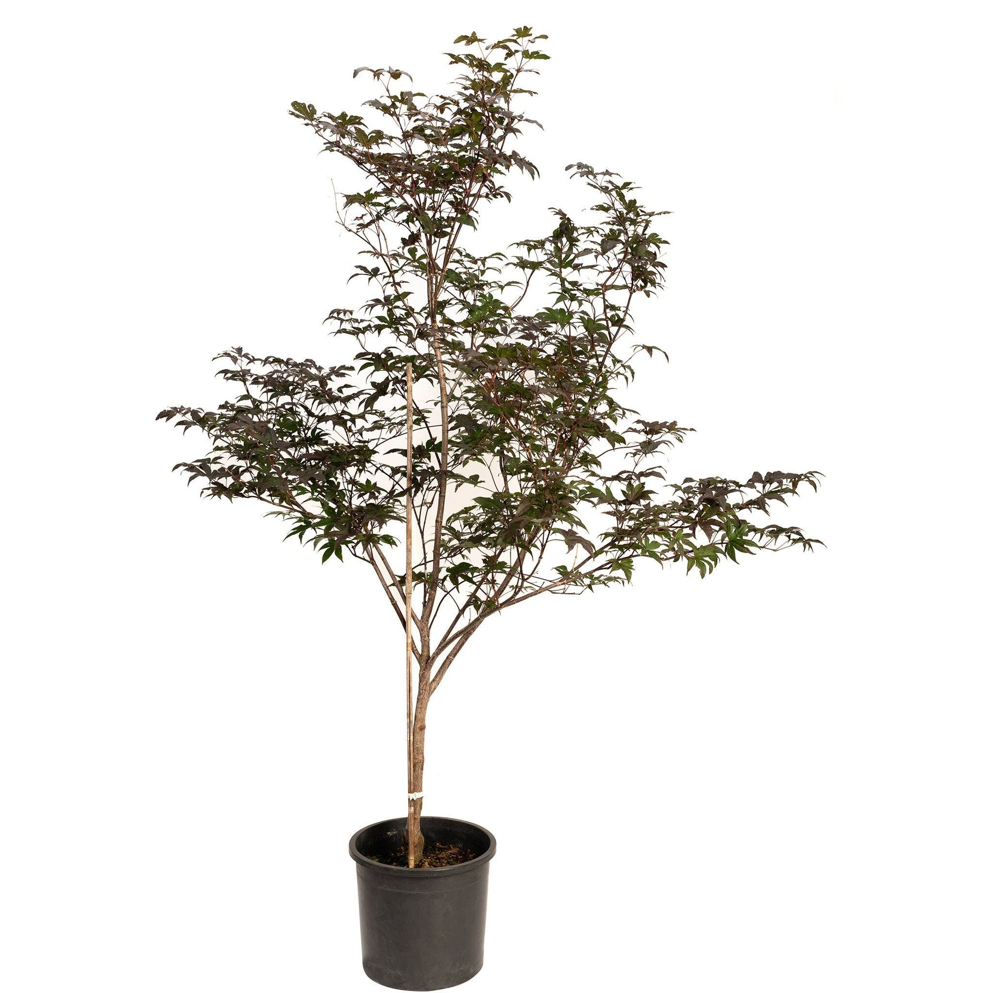 Bloodgood Japanese Maple plant, multi-stem tree with burgundy leaves in black pot on Tampa Home & Garden Store