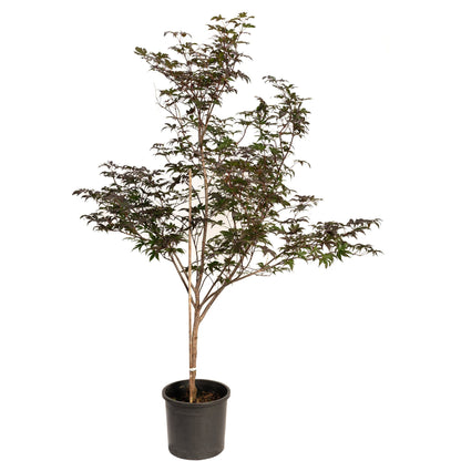 Bloodgood Japanese Maple plant, multi-stem tree with burgundy leaves in black pot on Tampa Home & Garden Store
