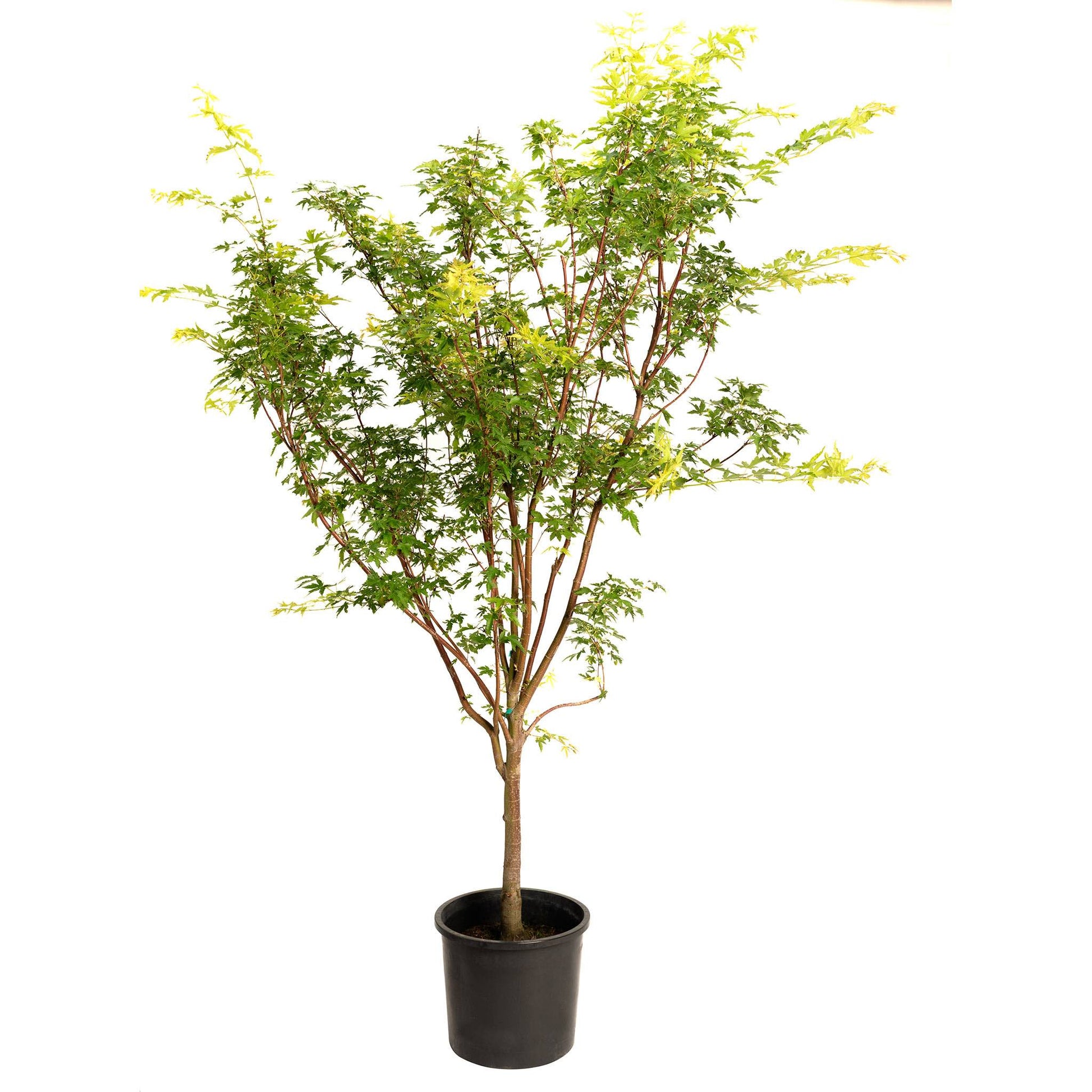 Coral Bark Japanese Maple Tree plant in black pot with green leaves and yellow new growth on Tampa Home & Garden Store