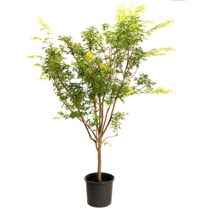 Coral Bark Japanese Maple Tree plant in black pot with green leaves and yellow new growth on Tampa Home & Garden Store