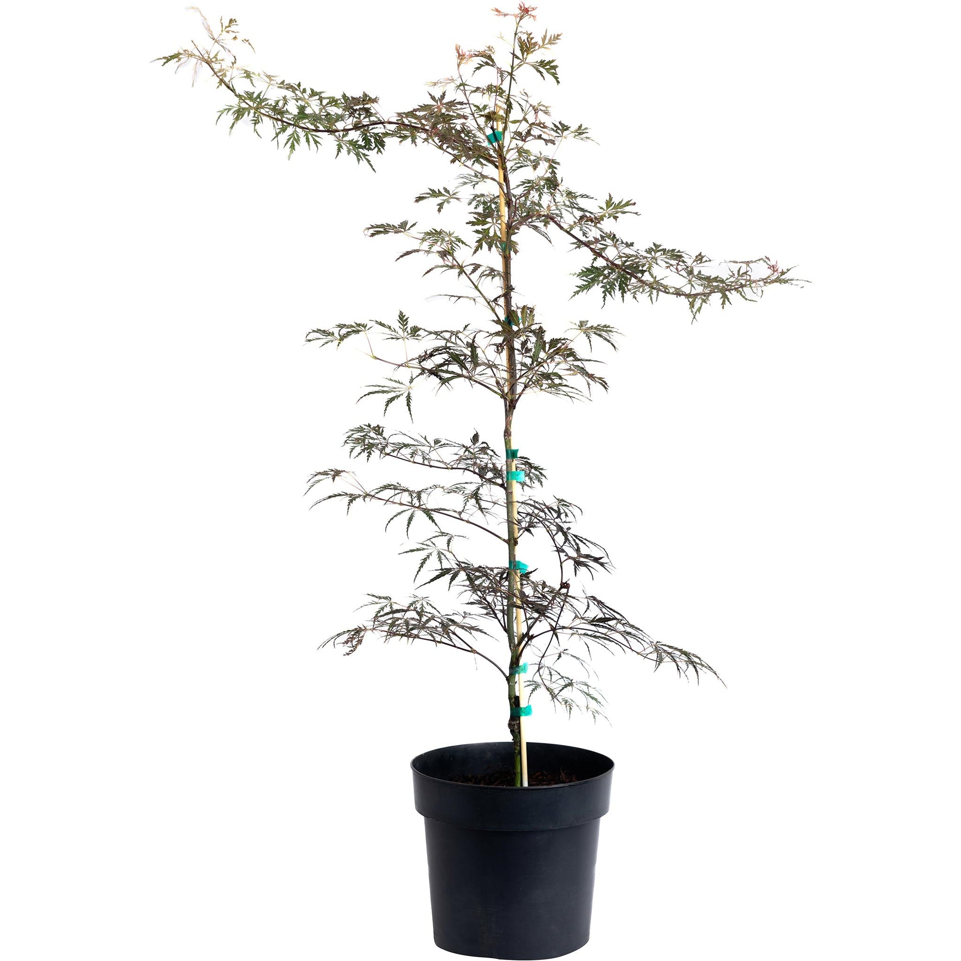 Crimson Queen Japanese Maple plant in black pot with green ties Live Good Logistics on Tampa Home & Garden Store
