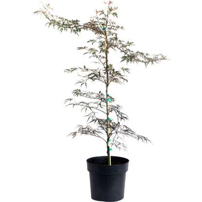 Crimson Queen Japanese Maple plant in black pot with green ties Live Good Logistics on Tampa Home & Garden Store