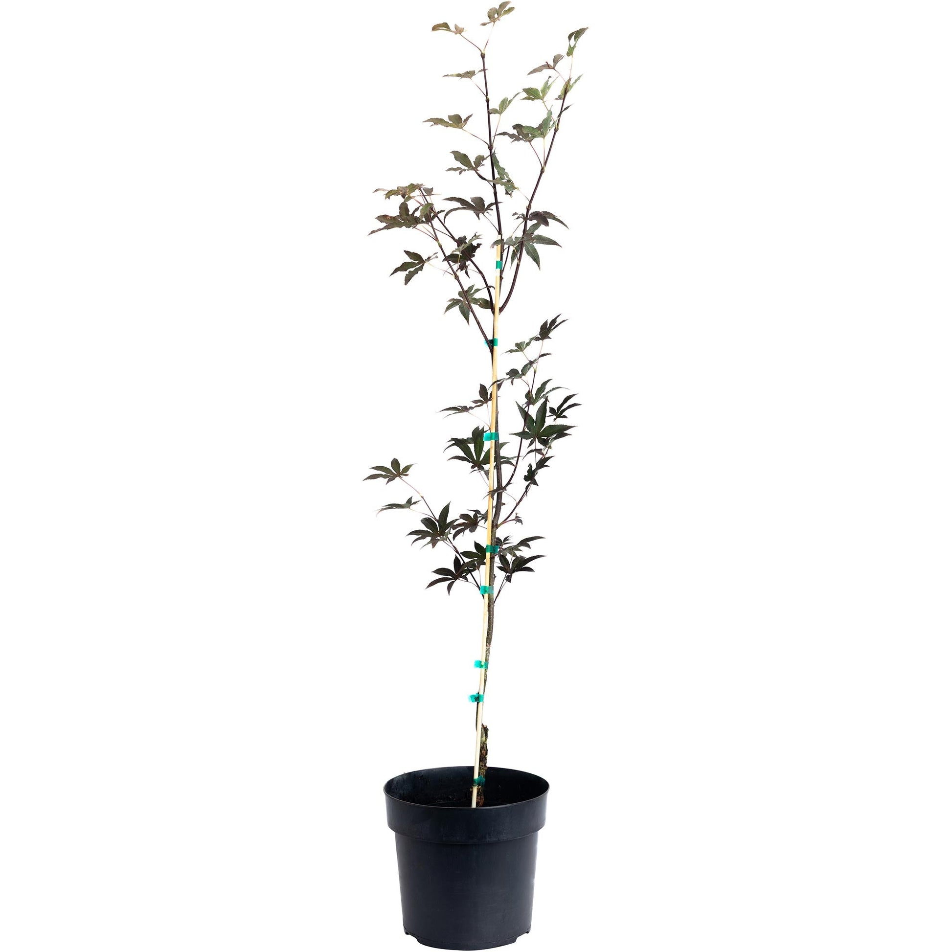 Emperor Japanese Maple plant with dark stems and stake in black pot on Tampa Home & Garden Store