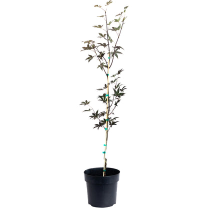 Emperor Japanese Maple plant with dark stems and stake in black pot on Tampa Home & Garden Store