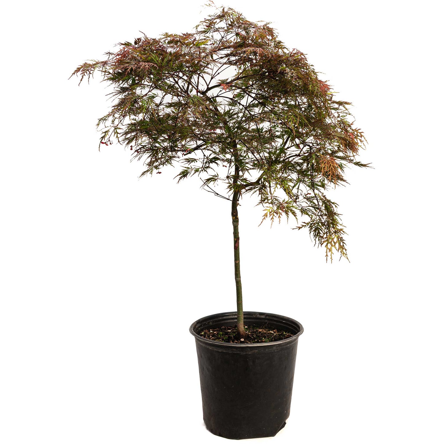 Red Dragon Japanese Maple Tree in a black pot with red-tinged, finely lobed leaves on Tampa Home & Garden Store