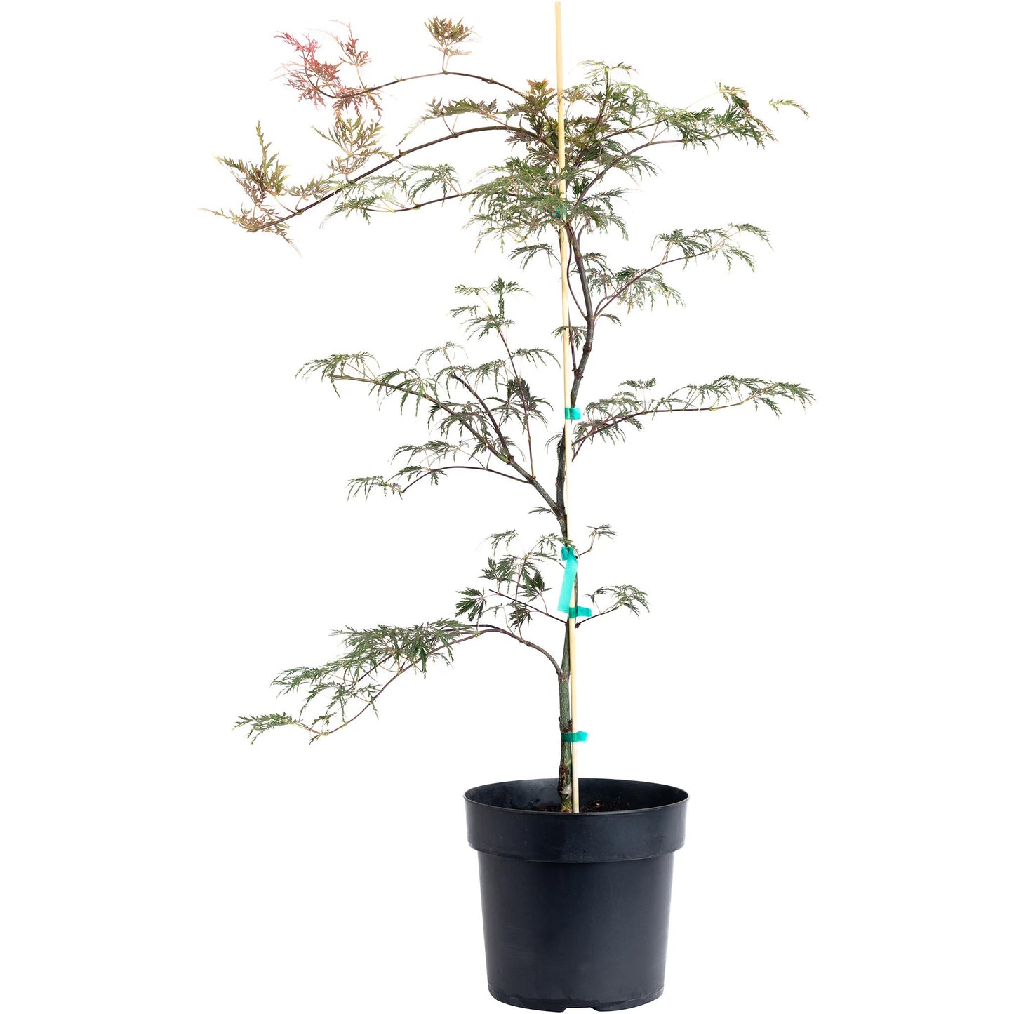 Inaba Shidare Japanese Maple plant in black pot with stake, lacy green-red leaves on Tampa Home & Garden Store