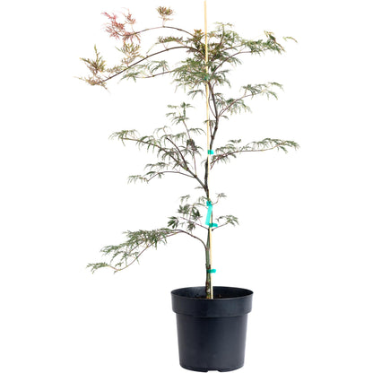 Inaba Shidare Japanese Maple plant in black pot with stake, lacy green-red leaves on Tampa Home & Garden Store