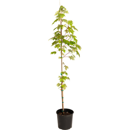 Autumn Blaze Red Maple Tree plant in black plastic pot with stake and ties on Tampa Home & Garden Store