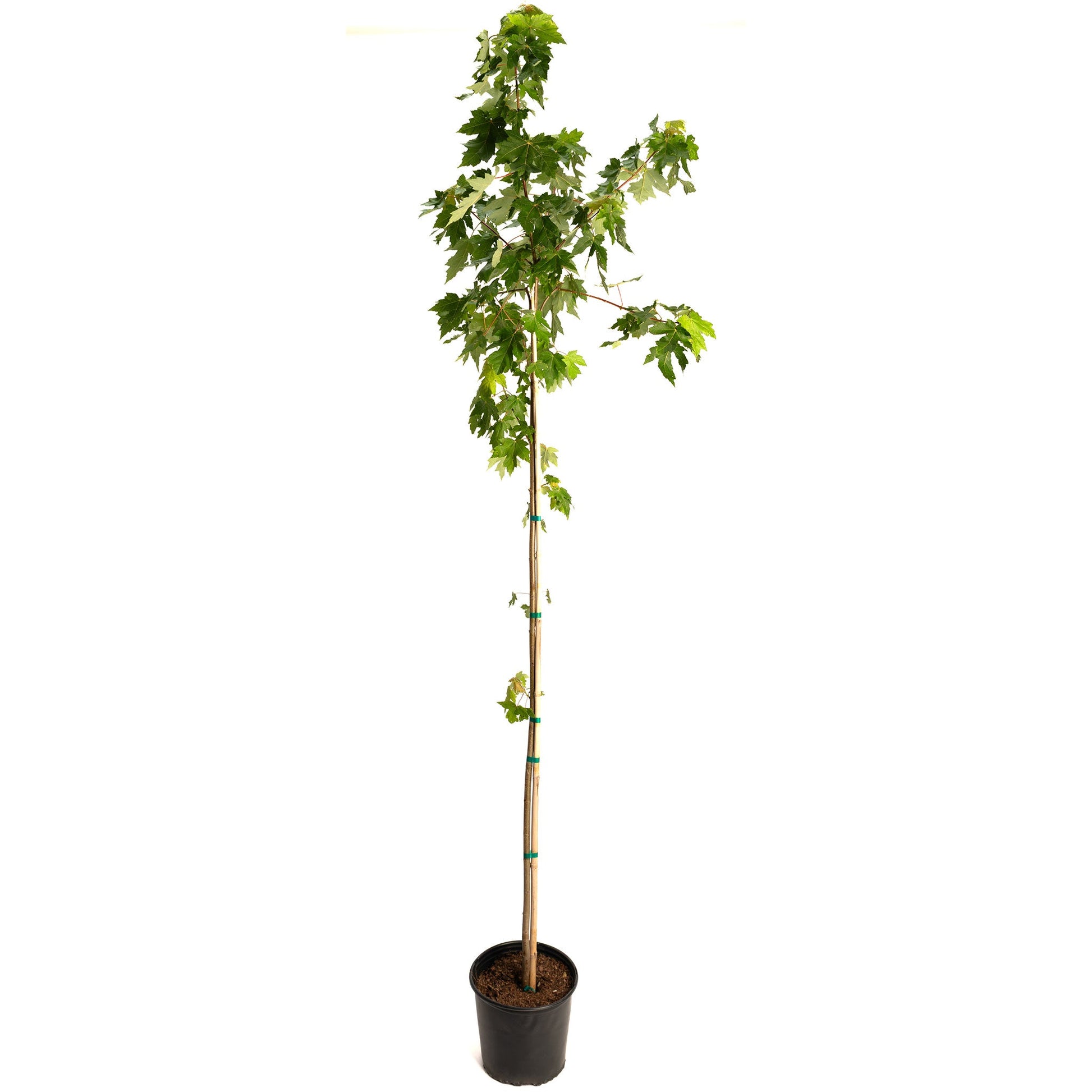 Autumn Blaze Red Maple Tree sapling in pot with stake, leaves, Live Good Logistics plant on Tampa Home & Garden Store