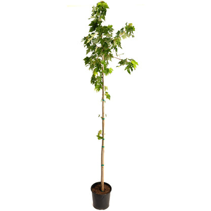 Autumn Blaze Red Maple Tree sapling in pot with stake, leaves, Live Good Logistics plant on Tampa Home & Garden Store