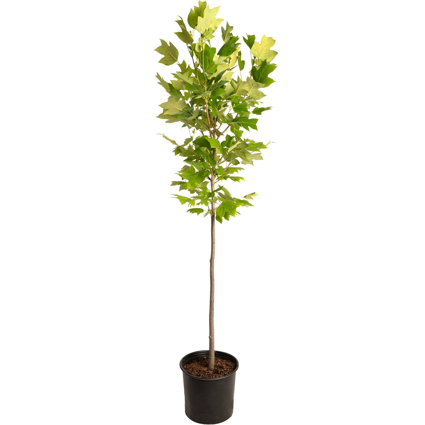 Tulip Poplar plant in black plastic pot with green lobed leaves by Live Good Logistics on Tampa Home & Garden Store