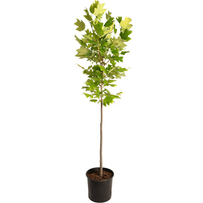 Tulip Poplar plant in black plastic pot with green lobed leaves by Live Good Logistics on Tampa Home & Garden Store